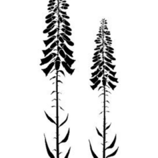 LAV475 Foxglove