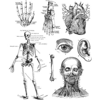 Stampers Anonymous - Cadaverous Stamp Set